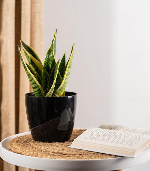 Sansevieria Futura Superba Snake Plant