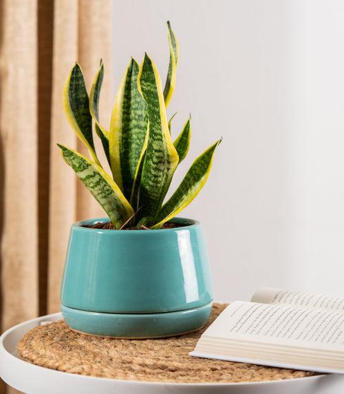 Sansevieria Futura Superba Snake Plant