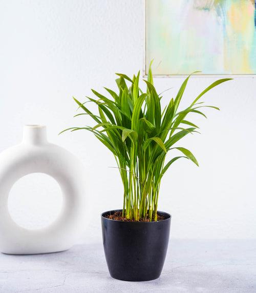 Air Purifying Plants Combo (Areca Palm & Snake Plant) in Glossy Fiber Pots