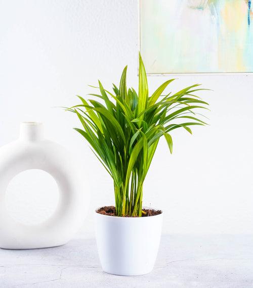 Air Purifying Plants Combo (Areca Palm & Snake Plant) in Glossy Fiber Pots