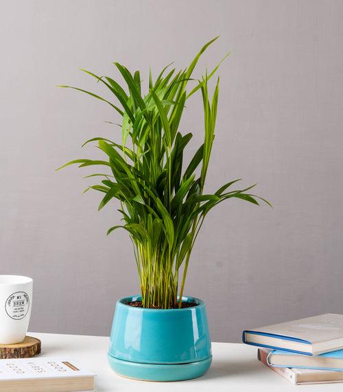 Areca Palm Plant (Size: Large)