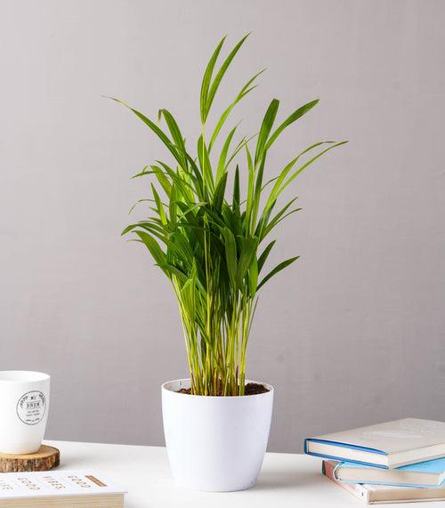 Areca Palm Plant (Size: Large)