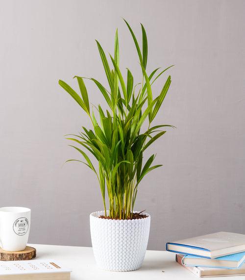 Areca Palm Plant (Size: Large)