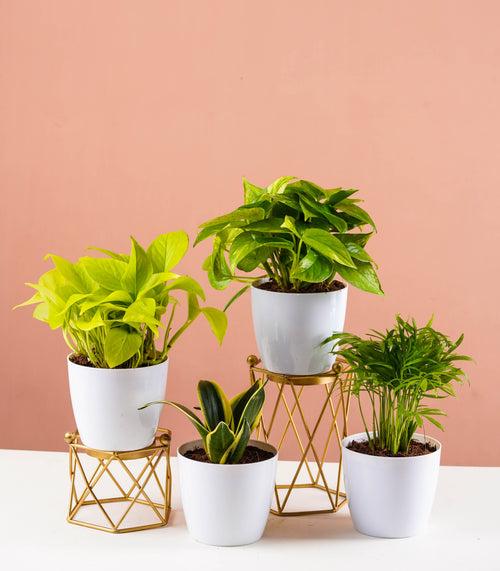 Air Purifying Plants Combo (Bamboo Palm, Snake, Money Plant Gold & Green)