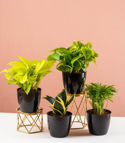 Air Purifying Plants Combo (Bamboo Palm, Snake, Money Plant Gold & Green)
