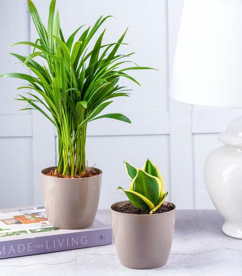 Air Purifying Plants Combo (Areca Palm & Snake Plant) in Glossy Fiber Pots