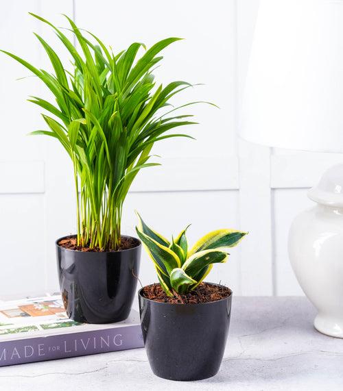 Air Purifying Plants Combo (Areca Palm & Snake Plant) in Glossy Fiber Pots