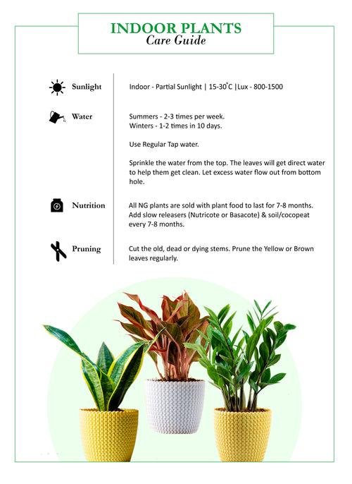 Air Purifying Plants Combo (Areca Palm & Snake Plant) in Glossy Fiber Pots