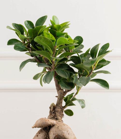 Ficus Grafted Bonsai (2 yrs old)