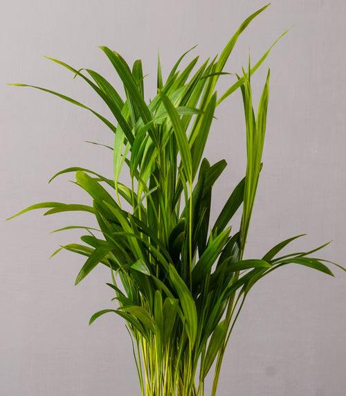 Areca Palm Plant (Size: Large)