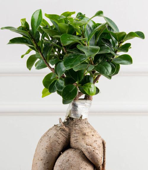 Ficus Grafted Bonsai (3 yrs old)