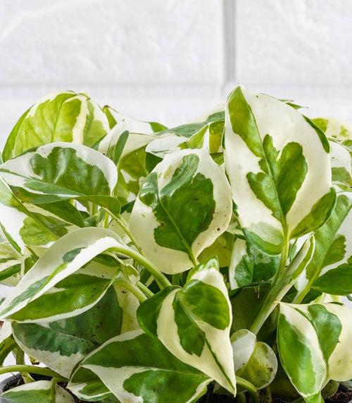 Scindapsus Money Plant Njoy (Size : Medium)