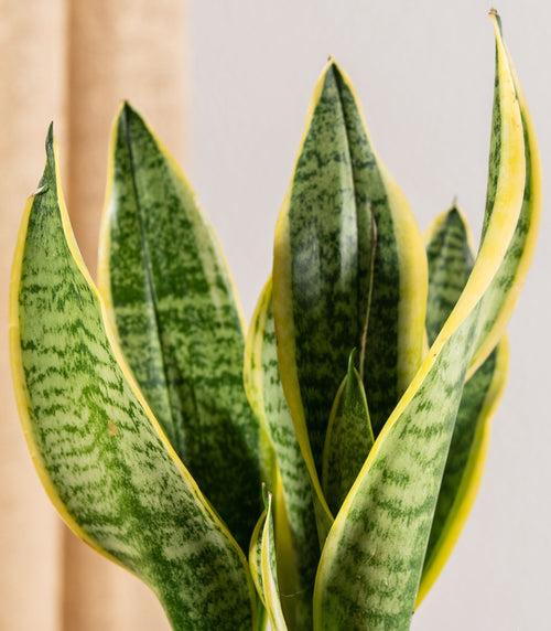 Sansevieria Futura Superba Snake Plant