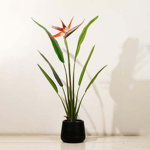 Striking Beauty: 3.2 Feet Tall Real Touch Strelitzia with Flower (Without Pot)