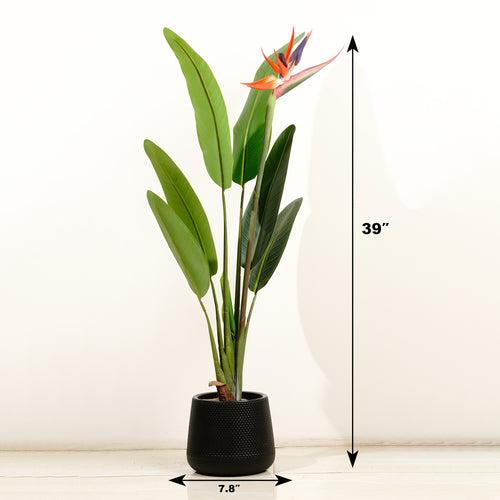 Striking Beauty: 3.2 Feet Tall Real Touch Strelitzia with Flower (Without Pot)