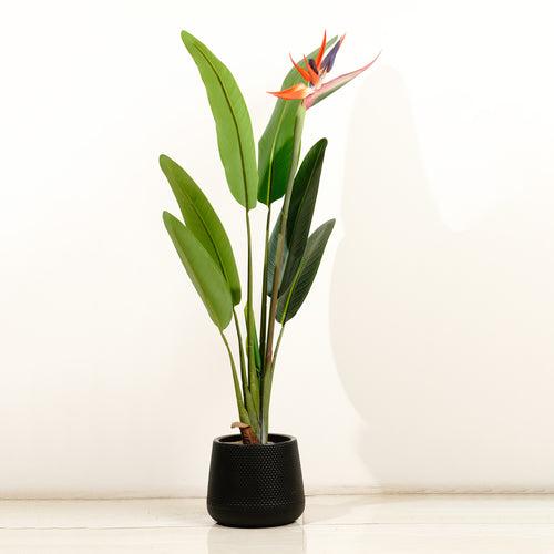 Striking Beauty: 3.2 Feet Tall Real Touch Strelitzia with Flower (Without Pot)