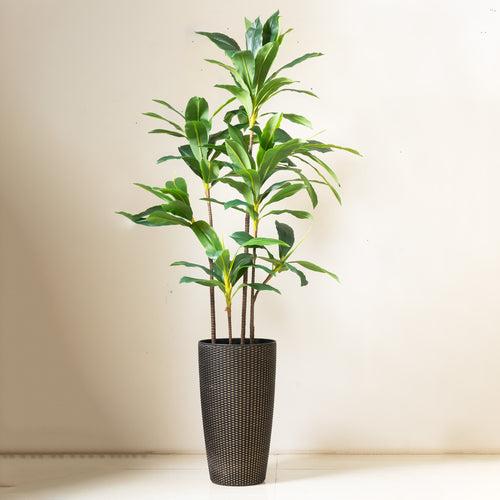 Dracaena Dreamscape: ≈ 6 Feet Tall Artificial Dracaena Plant (Without Pot)
