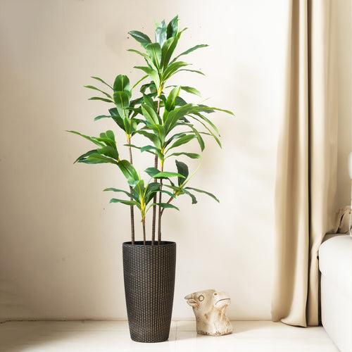 Dracaena Dreamscape: ≈ 6 Feet Tall Artificial Dracaena Plant (Without Pot)