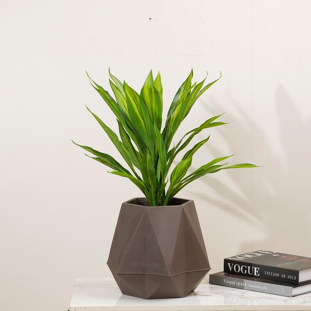 Verdant Harmony - 1.8 Feet Tall Dracaena Artificial Plant