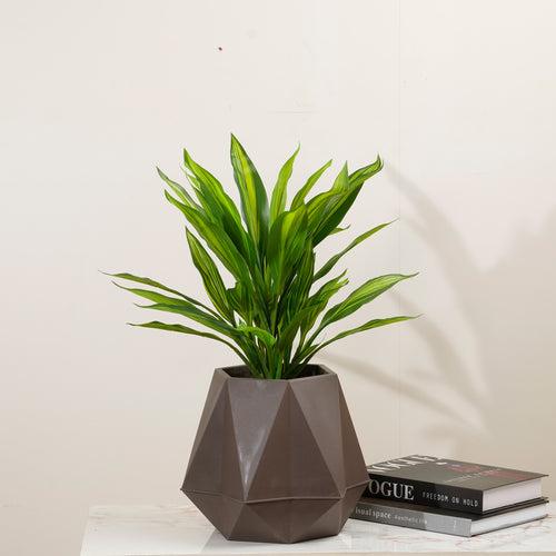 Verdant Harmony - 1.8 Feet Tall Dracaena Artificial Plant