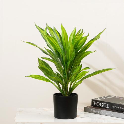 Verdant Harmony - 1.8 Feet Tall Dracaena Artificial Plant