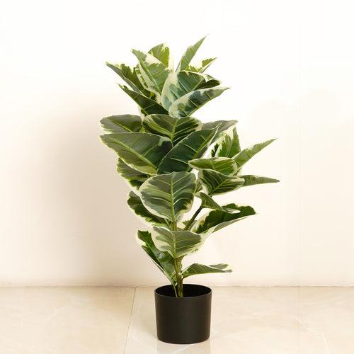 Gleaming Foliage - 2.5 Feet Tall Rubber Artificial Plant