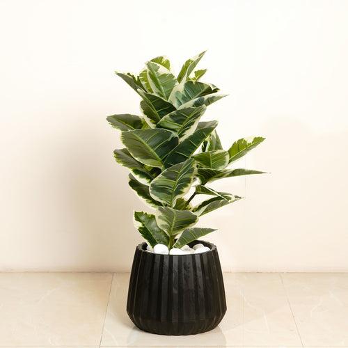 Gleaming Foliage - 2.5 Feet Tall Rubber Artificial Plant