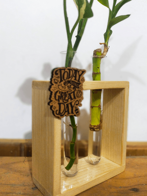 Hydroponic Indoor Plant in Glass - Double test Tube in  Wooden Frame