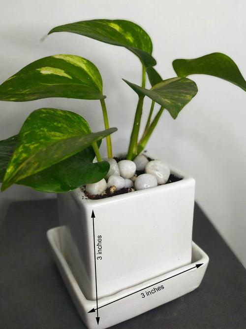 Money Plant in 3.5 inch White Ceramic Pot wrapped in Jute Potlis  (Set of 5 Plants)