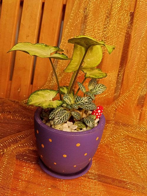 Live Bouquet - The little Purple Beauty (Indoor plants in a 3.5 inch painted Terracotta pot)