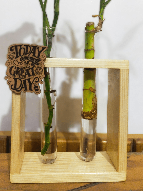 Hydroponic Indoor Plant in Glass - Double test Tube in  Wooden Frame