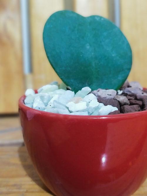 Sweetheart Hoya in a Ceramic Pot