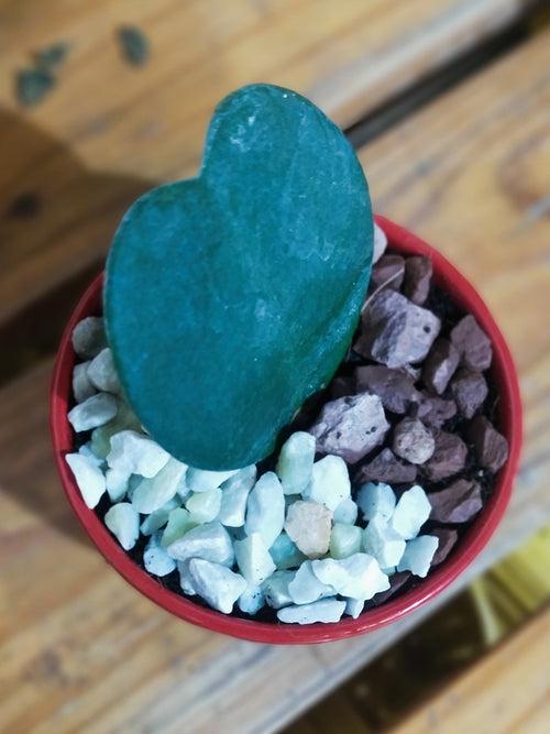 Sweetheart Hoya in a Ceramic Pot