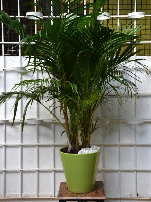 Areca Palm in Ceramic Pot