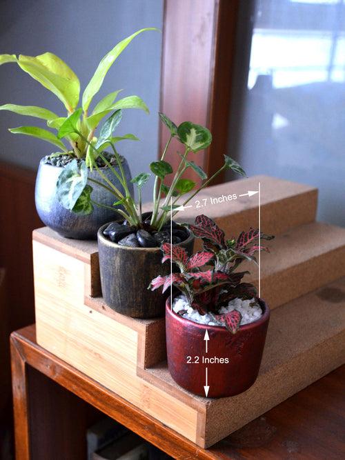 Indoor Plants in Rustic Clay Pots (Set of 3)