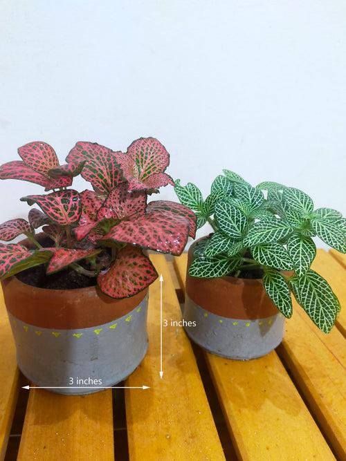 Fittonia (Nerve plant) - set of 2