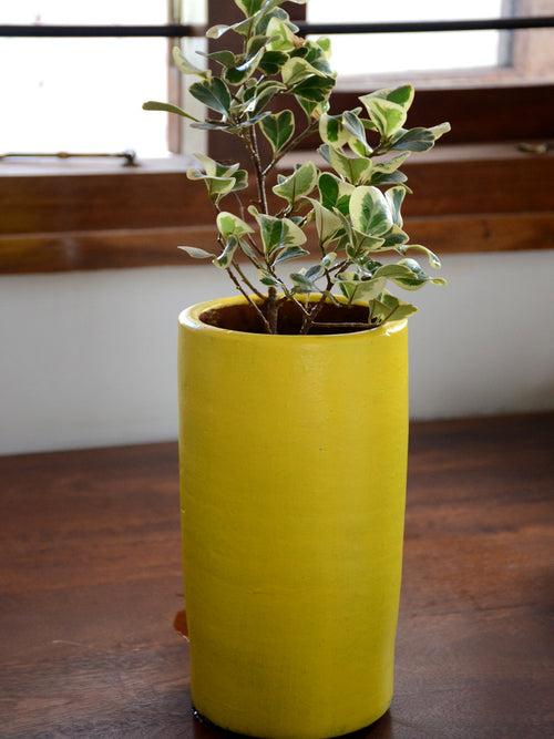 Ficus Triangularis