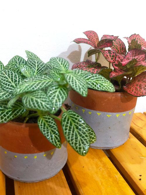 Fittonia (Nerve plant) - set of 2