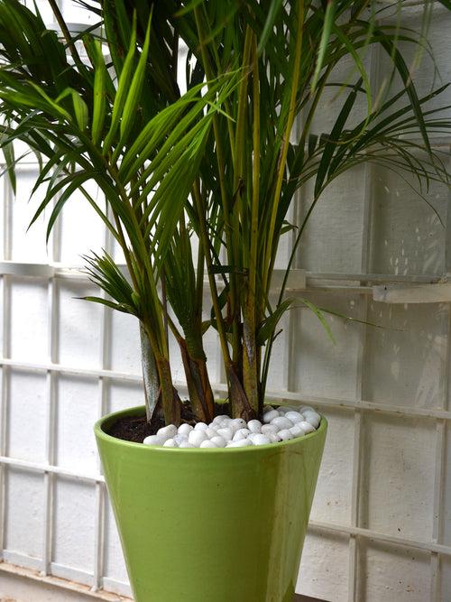 Areca Palm in Ceramic Pot