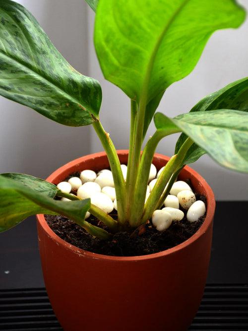 Aglaonema Malay Beauty