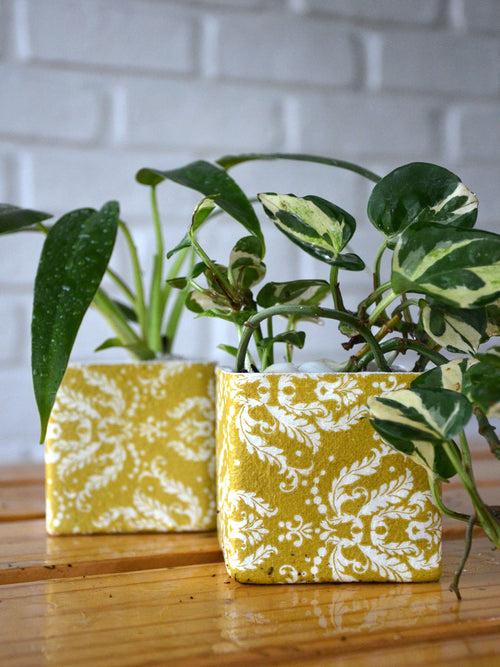 Indoor Plants in Decoupaged Glass Pots