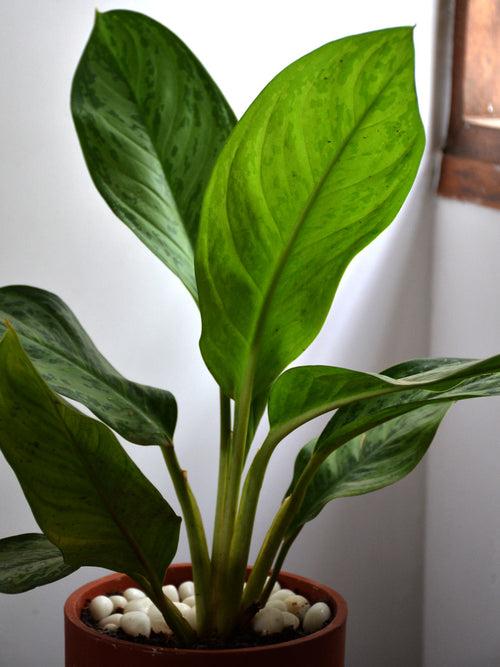 Aglaonema Malay Beauty