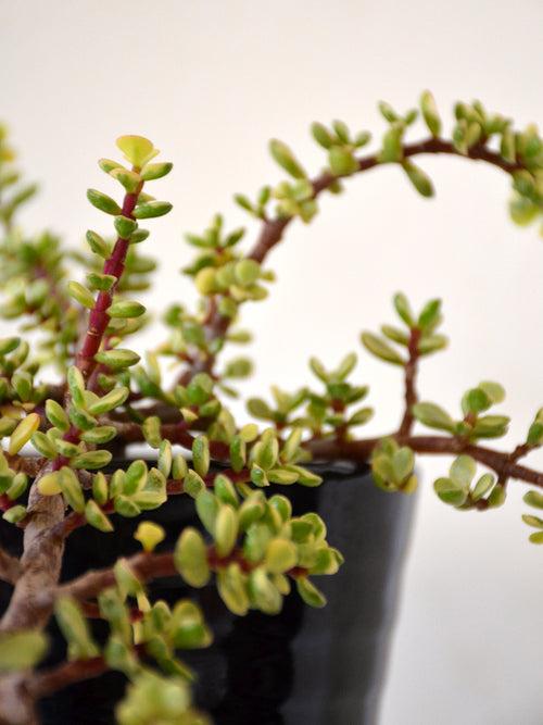 Miniature Jade in Ceramic Pot