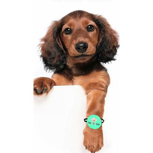 DOG-O-BRO Pet Rakhi