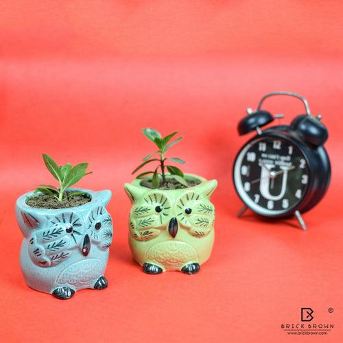 Mini Owl Planter in Green