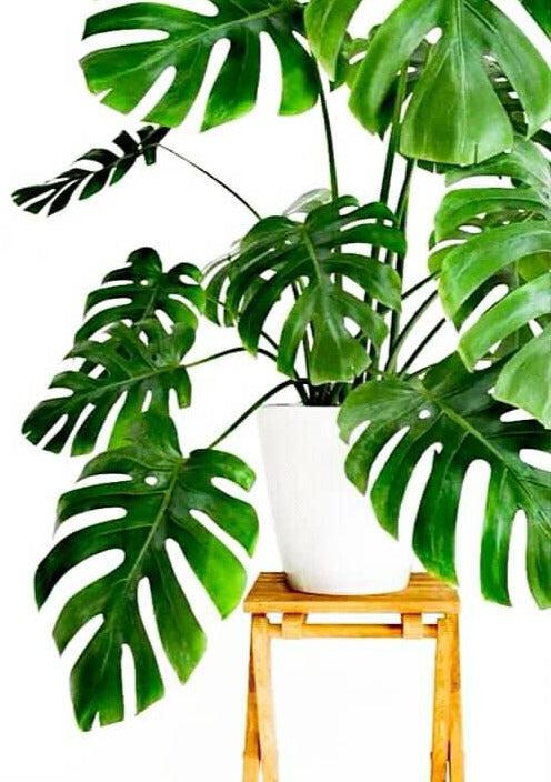 Monstera Delicoisa 'Medium'