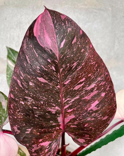Philodendron Pink Princess 'Galaxy Marble' Node Propogated
