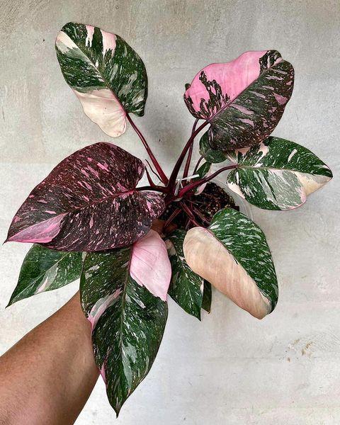 Philodendron Pink Princess 'Galaxy Marble' Node Propogated