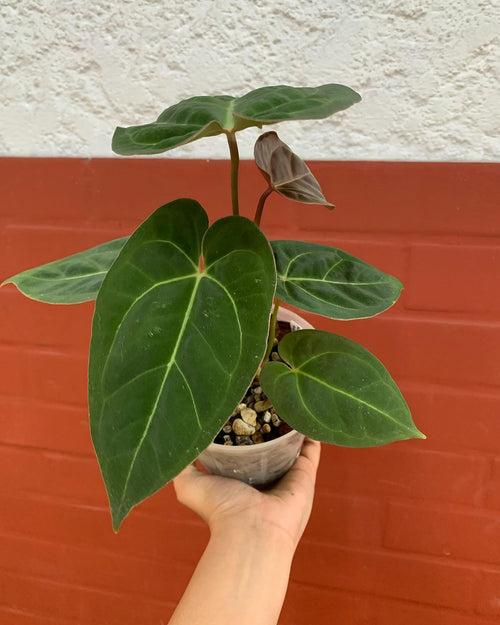 Anthurium Papillilaminum Legend