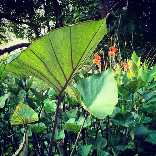 Colocasia Tea Cup